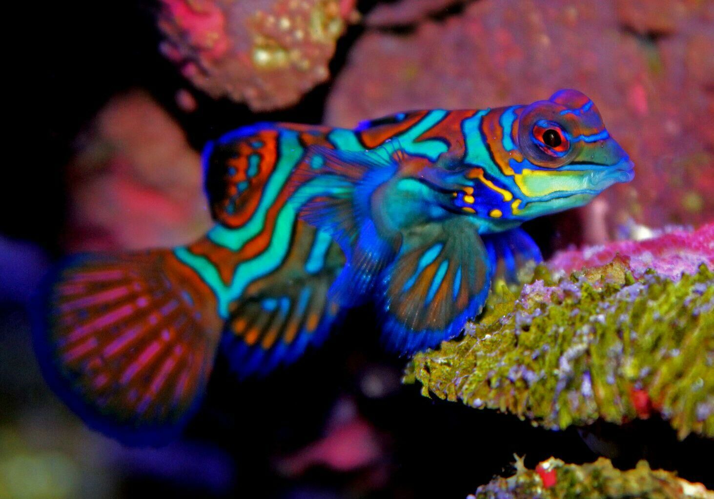 Imagem do Peixe-Mandarim